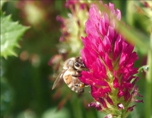 Un rifugio fiorito per le api. L&#039;Università di Firenze e il Consorzio di Bonifica Medio Valdarno insieme per la giornata mondiale delle api