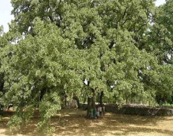 Albero Europeo 2020. La Quercia Vallonea Di Tricase