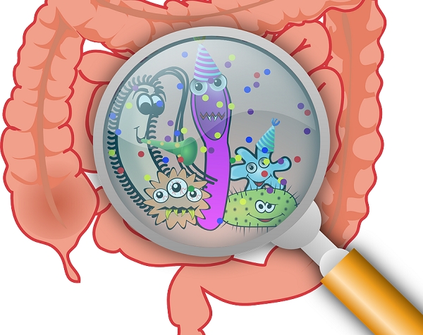 Un sistema immunitario efficiente dipende dal microbiota