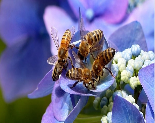 “Le nostre amiche api” il progetto Soroptimist giunge al terzo incontro