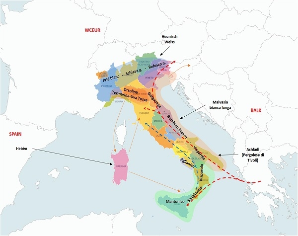 Vite e vino: dalla ricerca arriva l’“atlante delle parentele dei vitigni italiani”