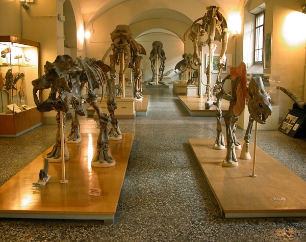 Sistema Museale dell’Università di Firenze, da sabato 8 maggio riaprono l’Orto botanico e il Museo di Geologia e Paleontologia