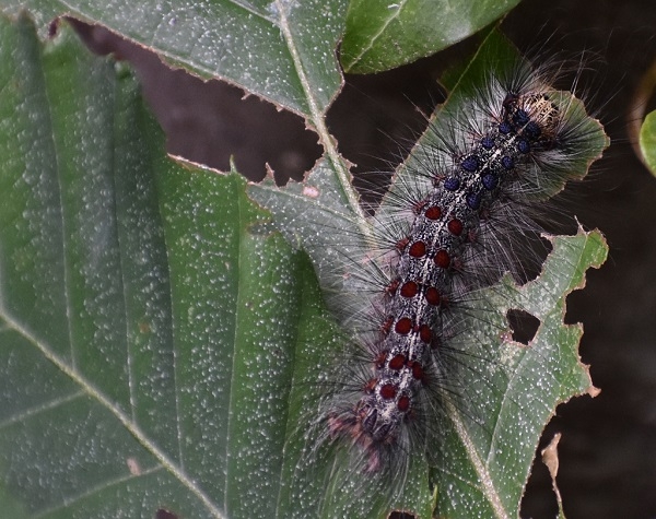 AL VIA IL XXVI CONGRESSO NAZIONALE ITALIANO DI ENTOMOLOGIA: TORINO, L’IMPORTANZA DEGLI INSETTI DALLA LOTTA BIOLOGICA INTEGRATA ALLA RISOLUZIONE DEI CRIMINI – Dal 7 all’11 giugno