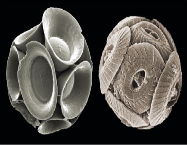 Fossili fantasma riscrivono la storia degli oceani. Sulla copertina di Science la ricerca che propone una rilettura della resilienza del plancton marino ai cambiamenti climatici del passato