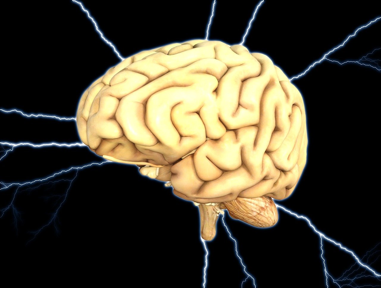 7 curiosità sul cervello umano: fatti e informazioni sorprendenti