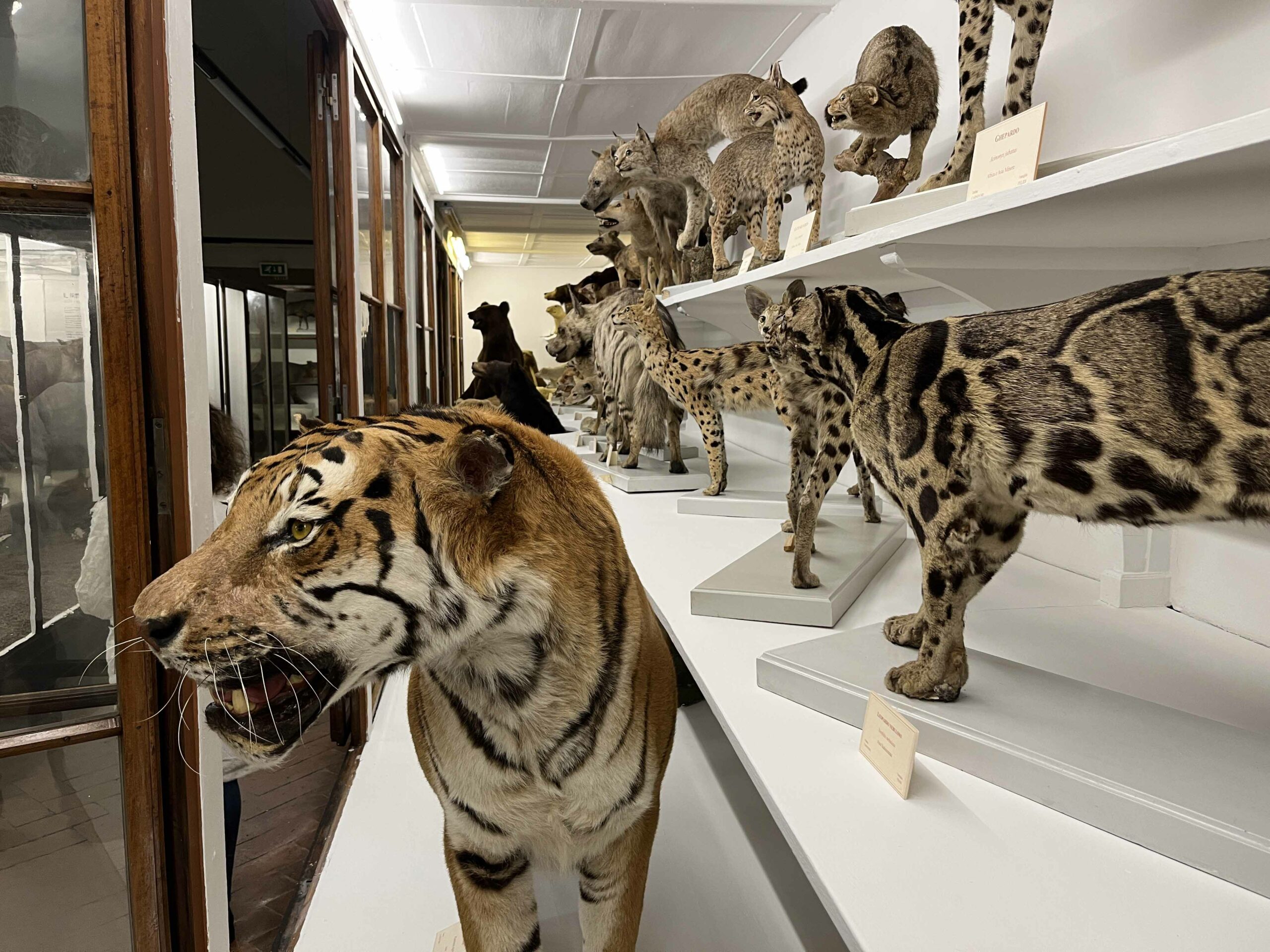 Riapre lo storico museo scientifico de La Specola. Alla scoperta della natura, dalla terra al cielo