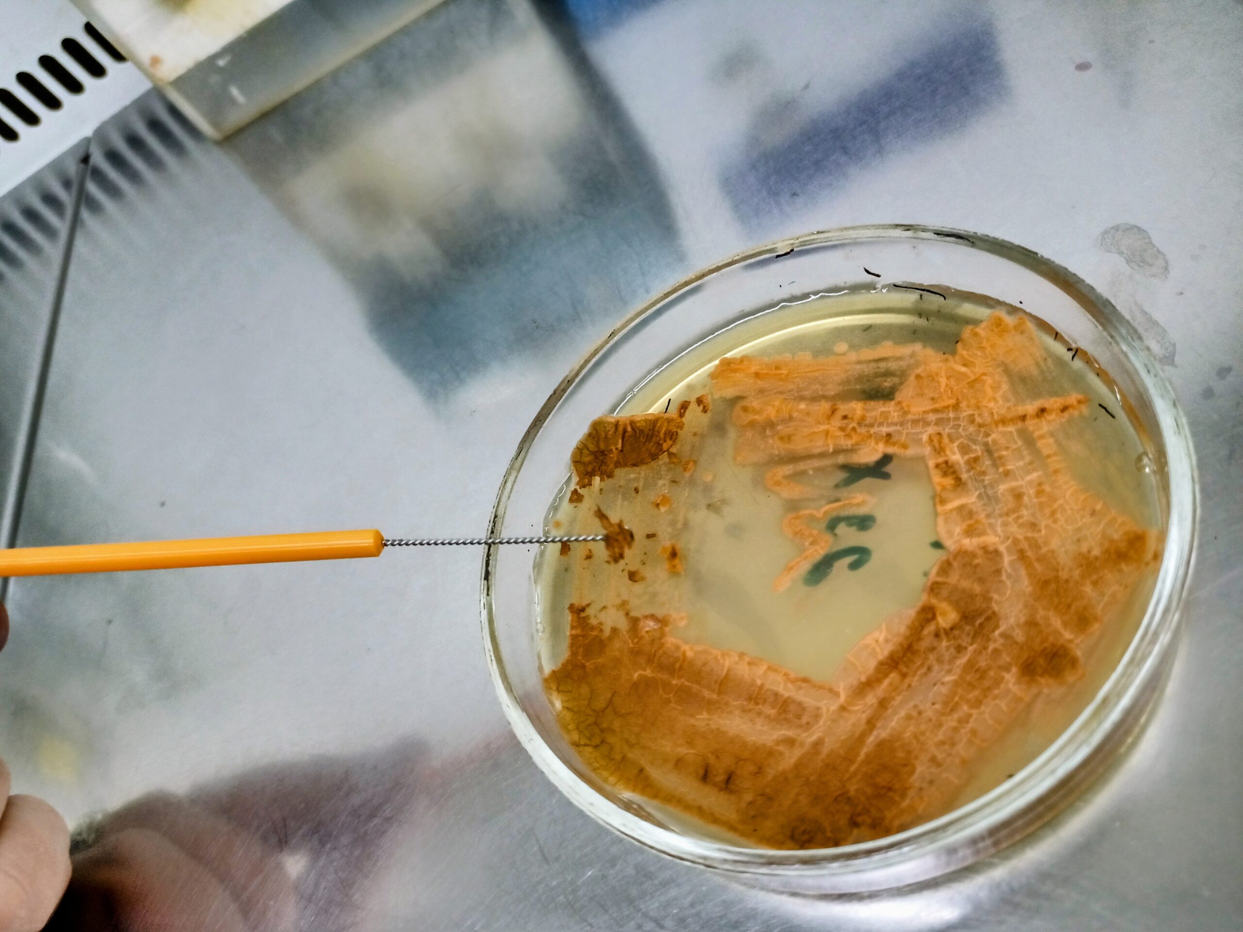 Scoperto un nuovo antibiotico contro i superbatteri